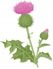 A seasonal roundup milk-thistle.jpg