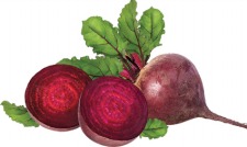 Coping with COVID-19 Radishes.jpg