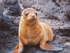 How To: See the wonders of the Galapagos without the long boat trip seal34844703.jpg